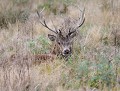Cerf élaphe (Cervus elaphus) Cerf élaphe caché, camouflage, mimétisme 