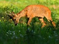 Chevreuil (Capreolus capreolus) Chevreuil en Bretagne 