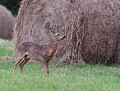 Brocard de Chevreuil (Capreolus capreolus) Brocard de Chevreuil, mimétisme chez les mammifères 