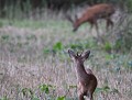 Copain...? (Brocards de chevreuils : Capreolus capreolus) instinct grégaire, chevreuils, instinct grégaire chez les mammifères 