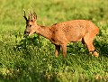 Chevreuil (Capreolus capreolus, Côtes d'Armor, France). nourriture du Chevreuil 