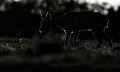 Chevrette de Chevreuil entre chien et loup...(Capreolus capreolus) chevreuil en clair-obscur 