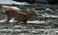 La traversée (Chevreuil : Capreolus capreolus) la traversée, passage à guet, chevreuil dans l'eau 