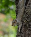 Écureuil gris (Sciurus carolinensis) Ecureuil gris qui baille 