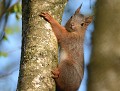 Écureuil roux (Sciurus vulgaris, Bretagne, France) portrait d'un Écureuil roux 