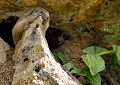 Tour de guet...(Marmotte : Marmota marmota) tour de guet, marmotte 