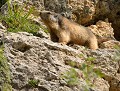 Marmotte des alpes (Marmota marmota) Marmotte des alpes 