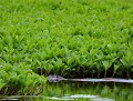Loutre d'Europe en contexte marécageux (Lutra lutra) Loutre d'Europe en contexte marécageux 