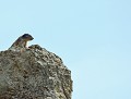 Introspection : Marmotte des Alpes. introspection, marmotte des alpes 