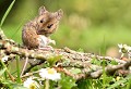 L'imprudente... Mulot sylvestre en pleine toilette (Apodemus sylvaticus) Mulot sylvestre en pleine toilette 