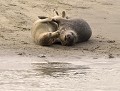 Binôme de Phoques gris (un adulte et un jeune : Halichoerus grypus, Picardie, France) instinct maternel chez le phoque gris 