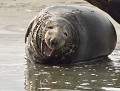 Phoque gris mâle (Halichoerus grypus, Picardie, France) histoire drôle, phoque gris mâle 