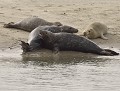 Petit groupe au sein d'une colonie importante, de Phoques gris (Halichoerus grypus) instinct grégaire, groupe de phoques gris 