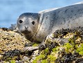 Phoque commun ou Veau marin (Phoca vitulina, Ecosse) Phoque commun ou Veau marin 