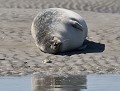 J'ai une envie de fraises...(Phoque commun ou Veau marin : Phoca vitulina, Picardie, France) Phoque commun enceinte 