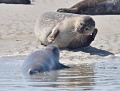 Mais qu'est ce que tu racontes ? (Phoques communs ou Veaux-marins : Phoca vitulina) Phoque commun ou Veau marin 