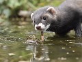 Putois d'Europe (Mustela putorius) et Écrevisse de Louisiane (Procambarus clarkii) putois d'europe et évrevisse de louisiane 