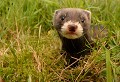 Bébé Putois part en vadrouille... (Mustela putorius, Côtes d'Armor, France) Bébé Putois, putois d’Europe, Mustela putorius, zone humide, carnivore, opportuniste, carnassier, prédateur, muloter, extinction, Côtes d'Armor, Trémargat 