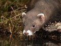 Putois d'Europe (Mustela putorius Bretagne, France) Putois d'Europe en Bretagne 