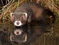 Putois d’Europe (Mustela putorius) Putois d’Europe, Mustela putorius, zone humide, carnivore, opportuniste, carnassier, prédateur, muloter, extinction, Côtes d'Armor, Bretagne 