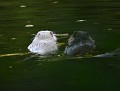 "Adieu les cons..." (Petite fratrie de tout jeunes ragondins, dont un leucique (Myocastor coypus, Côtes d'Armor, France) ragondin, nuisibles vraiment ? 