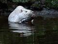 Comme pour de nombreuses espèces herbivores, granivores, frugivores etc... un petit apport de protéines animales semble parfois indispensable (Ragondin leucique : Myocastor coypus et moule d'eau douce, Bretagne, France). Ragondin et Moule d'eau douce 