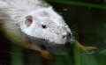 Au plus près du Ragondin leucique (Myocastor coypus, Bretagne, France) portrait du Ragondin leucique 