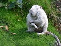 C'est à cette heure-ci que tu rentres ? (Ragondin leucique : Myocastor coypus ) Ragondin leucique, leucisme, leucique, leucitisme, ragondin albinos 
