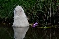 Ragondin leucique (Myocastor coypus) Ragondin leucique, ragondin blanc, ragondin albinos 