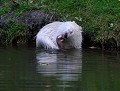 Golum (Ragondin leucique : Myocastor coypus ) golum, ragondin blanc, ragondin albinos, ragondin leucique 