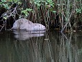 Mauvaise copie...Mimétisme à revoir...(Ragondin leucique : Myocastor coypus) Mimétisme, ragondin blanc, ragondin albinos, ragondin leucique 