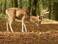 Daim (dama dama, Norfolk, Angleterre). Daine, dama dama 