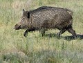Laie (Sus scrofa) laie libre et sauvage, sanglier en Bretagne 