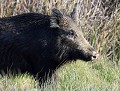 Laie, libre et sauvage...(Sus scrofa, Gironde, France) Laie, libre et sauvage, Sus scrofa, portrait de sanglier 