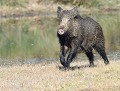 Laie, libre et sauvage...(Sus scrofa) Laie, libre et sauvage, sanglier 