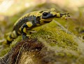 Salamandre tachetée (Salamandra salamandra) Salamandre tachetée (Salamandra salamandra) 