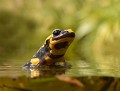La Salamandre tachetée se déplace très rarement dans l'eau et seulement pour y pondre. En effet elle nage comme une brique et peu se noyer ! (Salamandra salamandra, Bretagne, France). Salamandre tachetée dans l'eau 