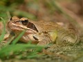 Grenouille agile (Rana dalmatina, Bretagne, France). Grenouille agile 