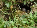 En période de mue, la Couleuvre est très vulnérable, car affaiblie et aveugle. Elle compte sur son odorat et sur son mimétisme (natrix natrix) Couleuvre à collier en période de mue 