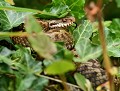 Vipère péliade femelle (Vipera berus) Vipère péliade femelle 