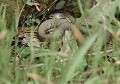 La Couleuvre à collier est complètement inoffensive (natrix natrix) couleuvre à collier, serpent, inoffensif, carnivore, prédateur, squamate, Eddie Roy 
