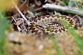 Vipère péliade femelle (Vipera berus) Vipère péliade femelle enroulée 