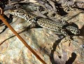 Lézard tyrrhénien (Podarcis tiliguerta) Lézard tyrrhénien 