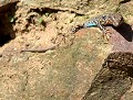 Lézard des murailles (Podarcis muralis) Lézard des murailles 