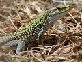 Lézard des sicilien (Podarcis siculus, Bretagne, France) Lézard des sicilien 