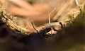 Orvet fragile (Anguis fragilis, Bretagne, France). portrait de l'orvet 