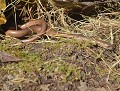 Orvet fragile mâle (Anguis fragilis) Orvet fragile mâle 