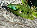 Lézard vert mâle en période nuptiale (Lacerta bilineata, Bretagne, France) Lézard vert mâle en période nuptiale 