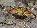 "Touche pas au grisbi !" Accouplement de Crabes verts (Carcinus maenas) Touche pas au grisbi, Accouplement de Crabes verts, période de mue 