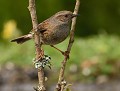 Accenteur mouchet (Prunella modularis) Accenteur mouchet 